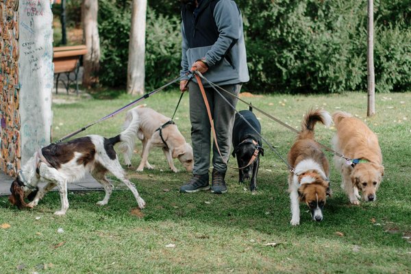 Les meilleurs races de chiens à élever pour les débutants