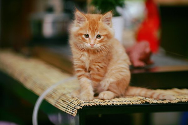 Exercices et jouets préférés des chats British Shorthair