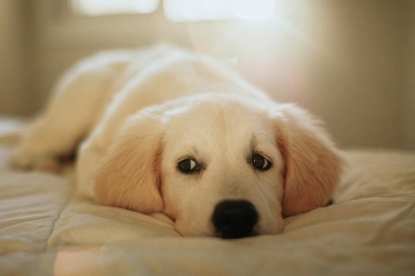 Découverte d'un spa pour chiens de luxe